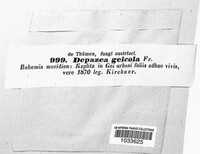 Depazea geicola image